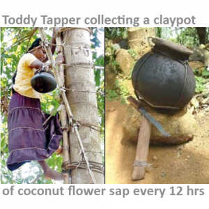 Kokonati coconut flower sap toddy tapper