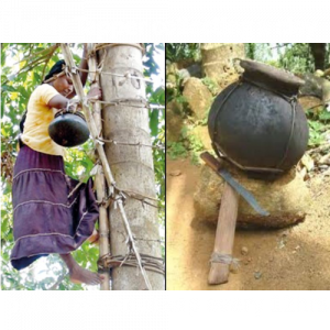 Kokonati toddy tapper collecting coconut flower sap for coconut nectar