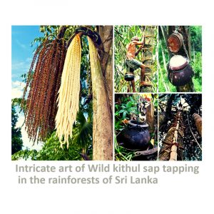 the-art-of-Wild_Kithul-Sap-tapping-hd-800X800